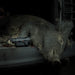 dead wild boar lies in the back of a vehicle next to a nocpix lumi l35 
