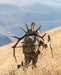 A determined hunter treks through rugged terrain during a 2025 elk hunt, using his Dry Earth Brute 6500 Meat Hauler to carry a heavy harvest with stability and ease.