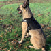 Artemis Dog Harness - No Pull No Tug No Choke Adjustable Breathable K-9 - Atomic Defense