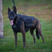 Titan K-9 Vest (Harness only) - Atomic Defense